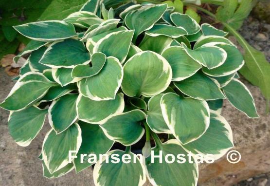 Hosta Country Mouse